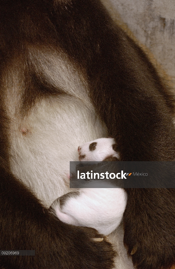 Panda gigante (Ailuropoda melanoleuca) Xi Xi con su cachorro 32 días de edad, conservación de China 