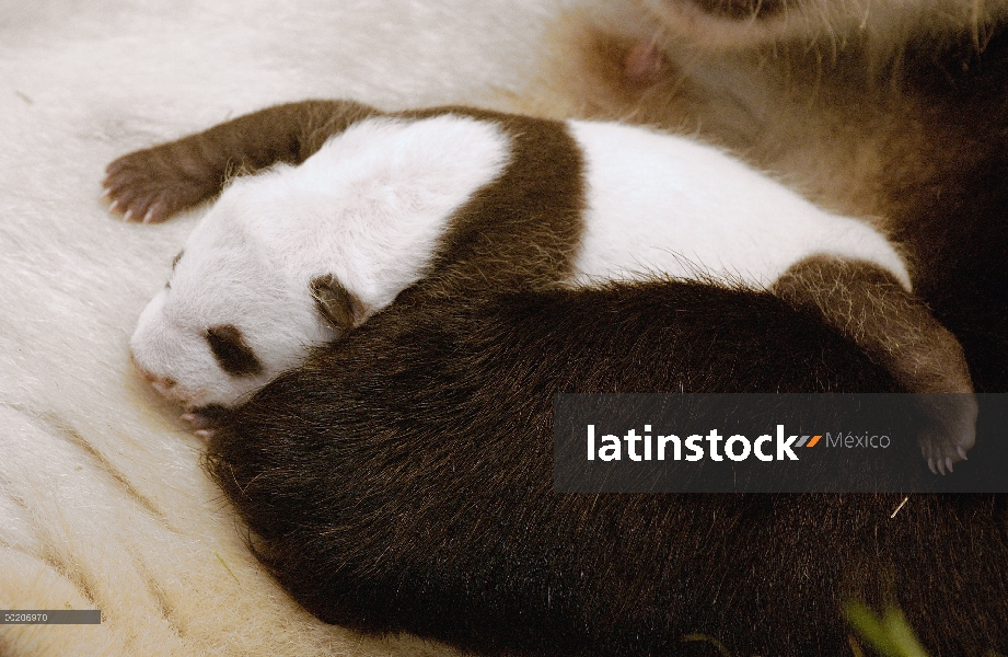 Panda gigante (Ailuropoda melanoleuca) Xi Xi con su cachorro 32 días de edad, conservación de China 