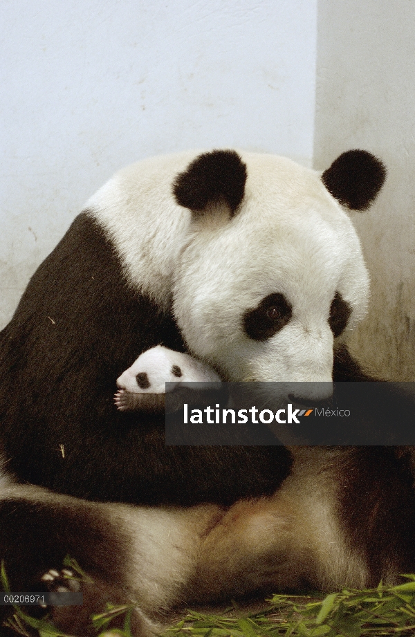 Panda gigante (Ailuropoda melanoleuca) Xi Xi con su cachorro 32 días de edad, conservación de China 