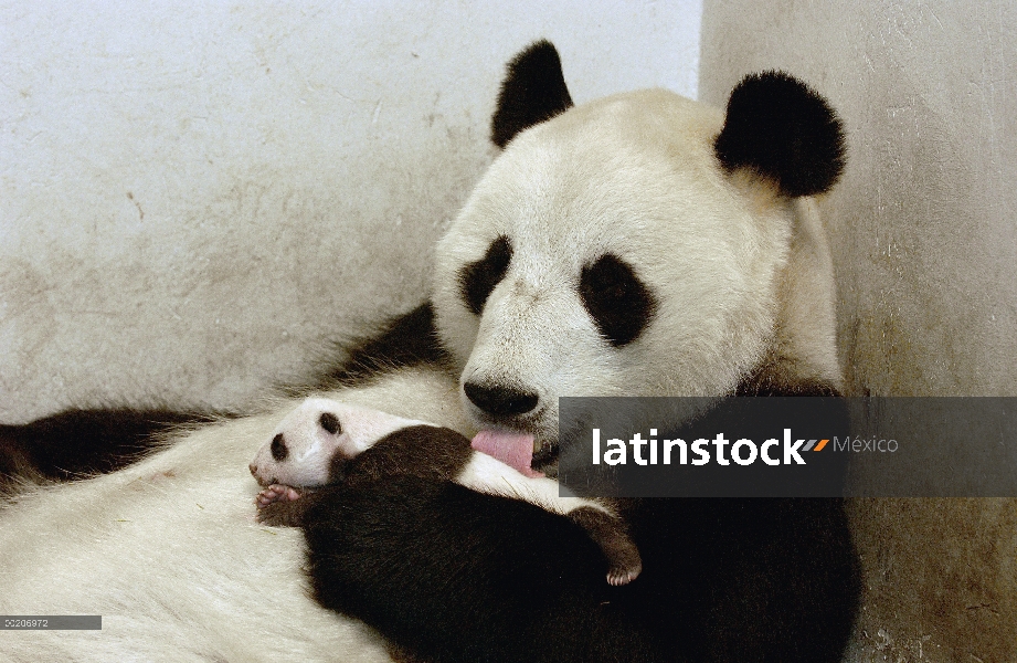 Panda gigante (Ailuropoda melanoleuca) Xi Xi con su cachorro 32 días de edad, conservación de China 