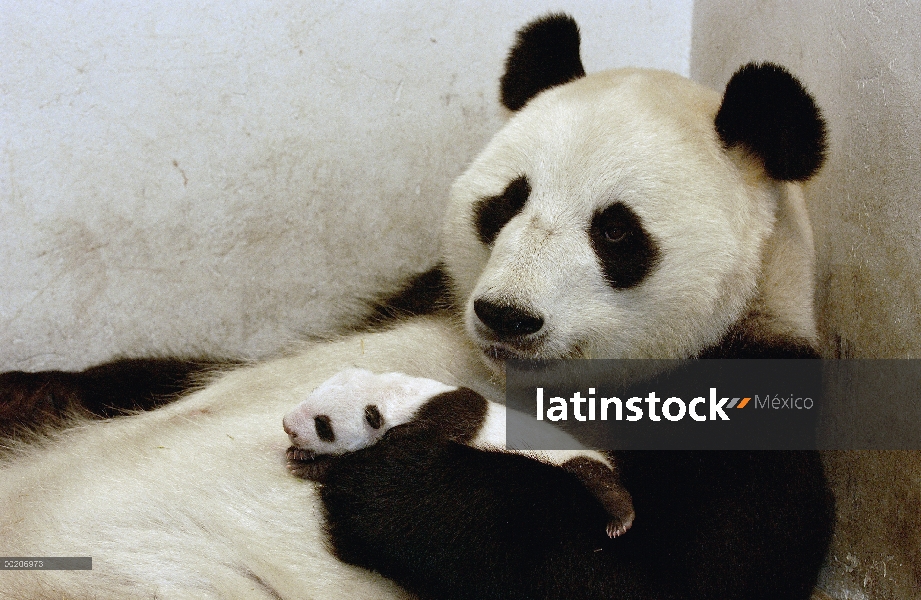 Panda gigante (Ailuropoda melanoleuca) Xi Xi con su cachorro 32 días de edad, conservación de China 