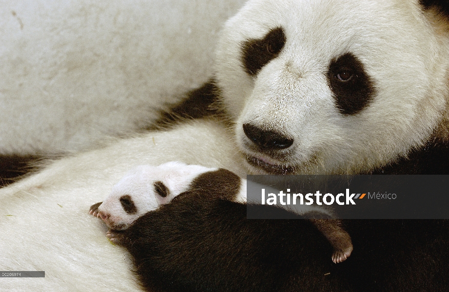 Panda gigante (Ailuropoda melanoleuca) Xi Xi con su cachorro 32 días de edad, conservación de China 