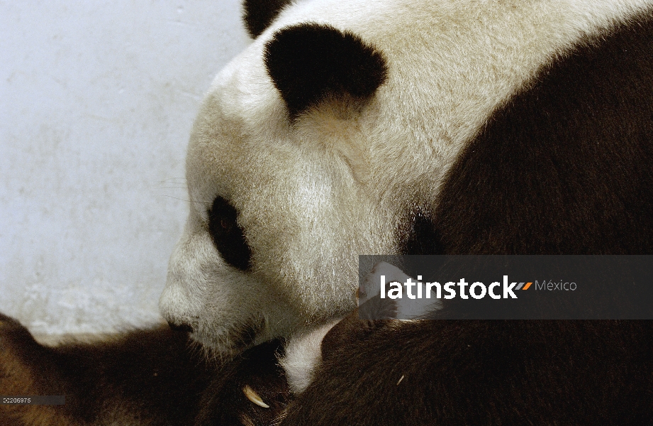 Panda gigante (Ailuropoda melanoleuca) Xi Xi con su cachorro 32 días de edad, conservación de China 