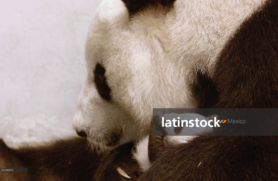 Panda gigante (Ailuropoda melanoleuca) Xi Xi con su cachorro 32 días de edad, conservación de China 