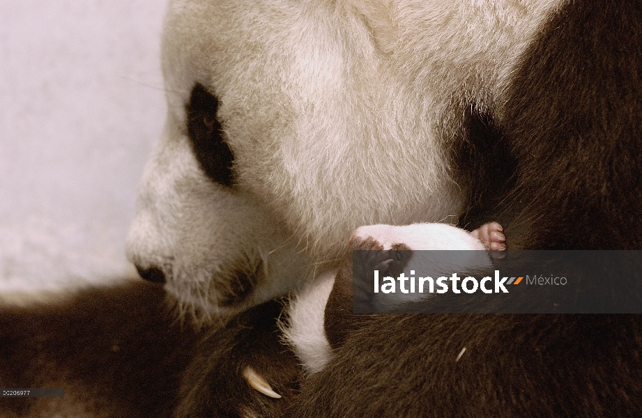 Panda gigante (Ailuropoda melanoleuca) Xi Xi con su cachorro 32 días de edad, conservación de China 