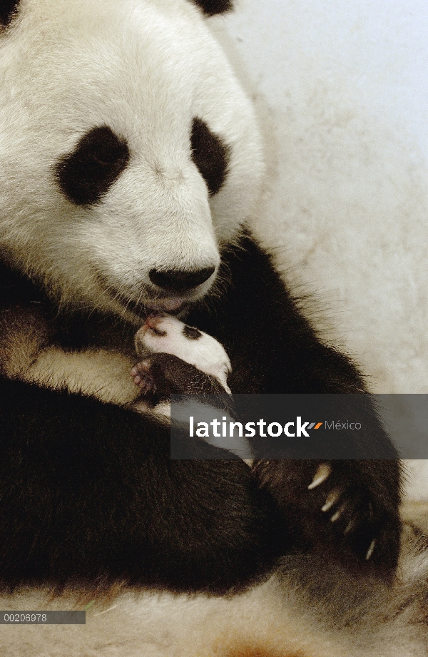 Panda gigante (Ailuropoda melanoleuca) Xi Xi con su cachorro 32 días de edad, conservación de China 