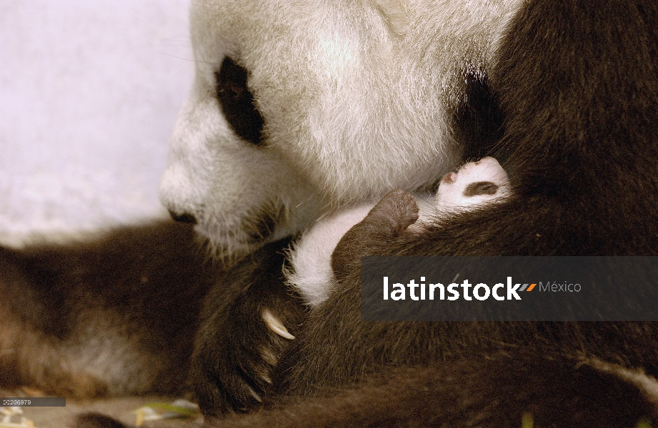 Panda gigante (Ailuropoda melanoleuca) Xi Xi con su cachorro 32 días de edad, conservación de China 