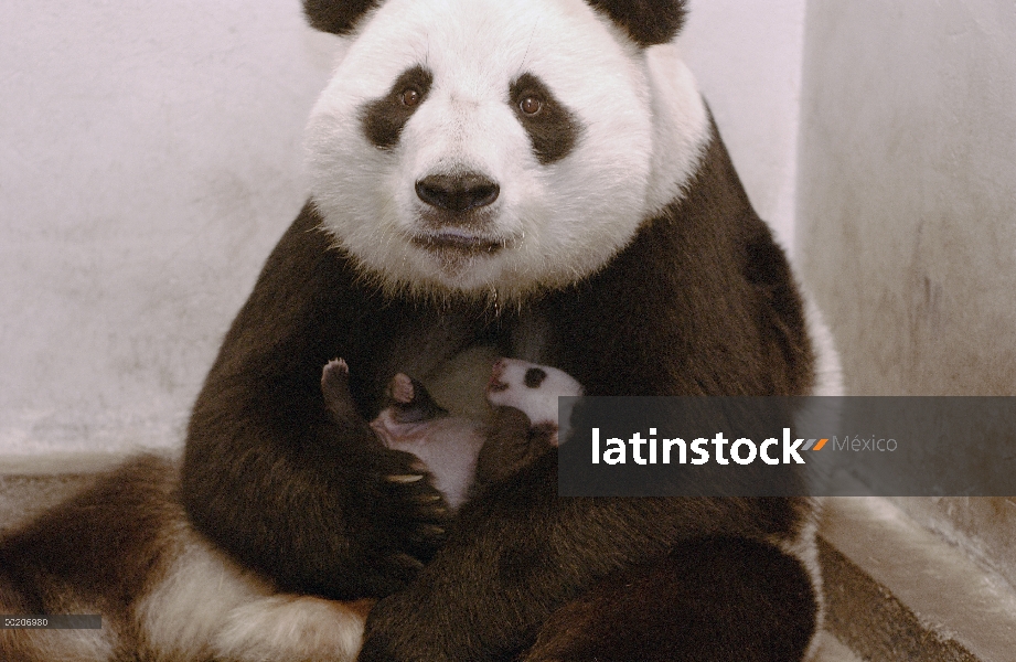 Panda gigante (Ailuropoda melanoleuca) Xi Xi con su cachorro 32 días de edad, conservación de China 