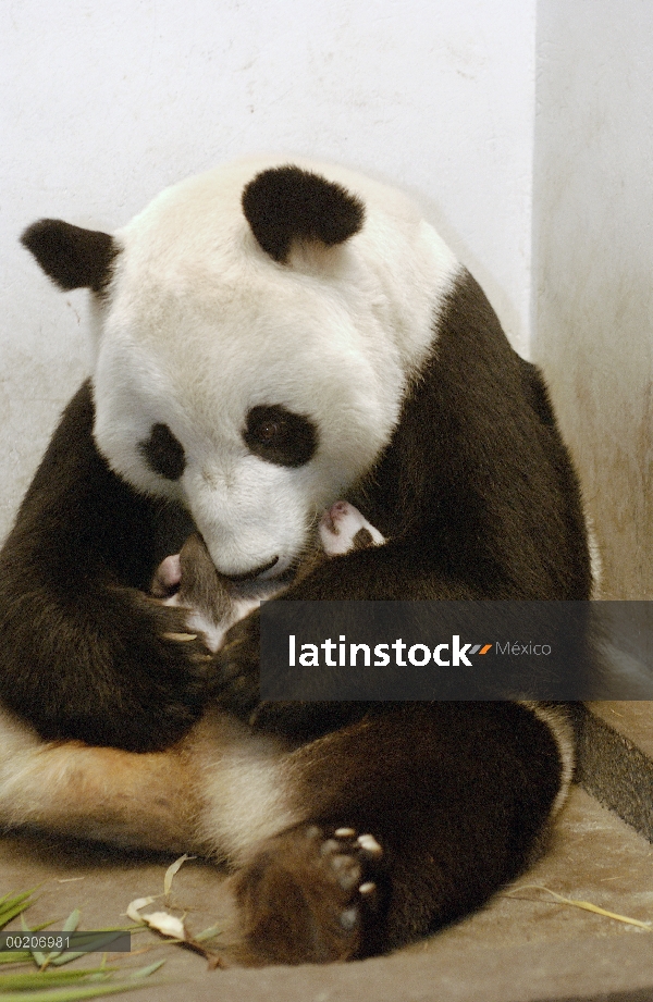 Panda gigante (Ailuropoda melanoleuca) Xi Xi con su cachorro 32 días de edad, conservación de China 