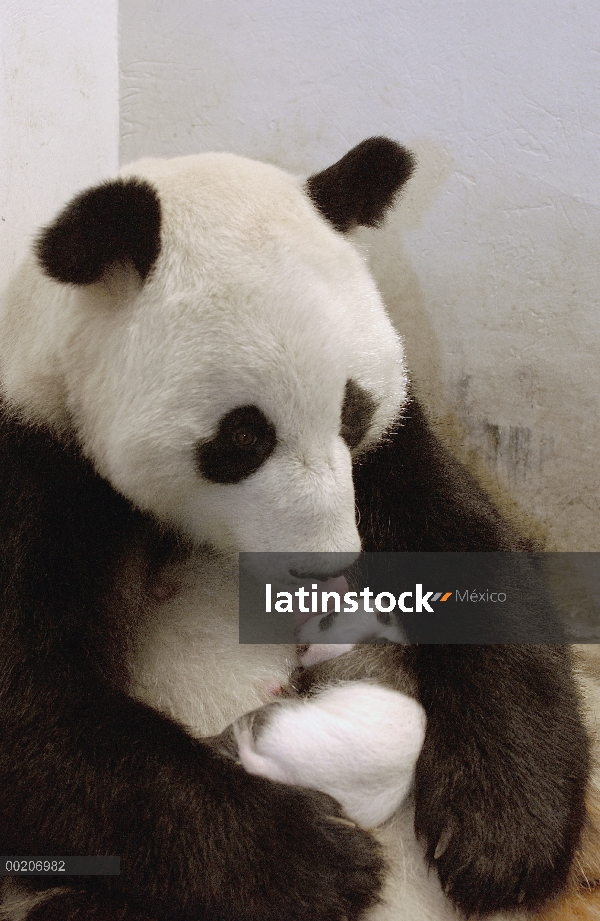 Panda gigante (Ailuropoda melanoleuca) Xi Xi con su cachorro 32 días de edad, conservación de China 