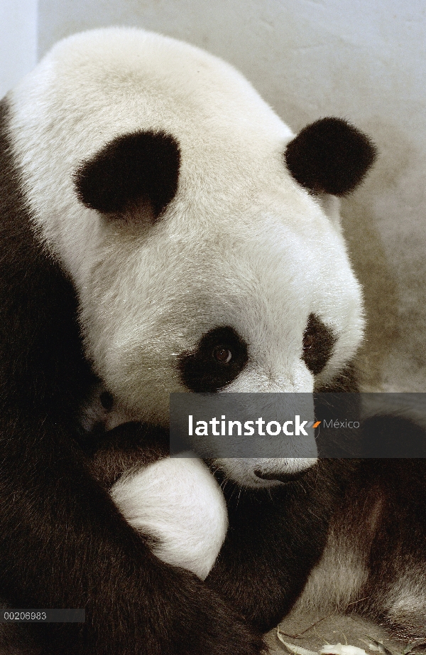 Panda gigante (Ailuropoda melanoleuca) Xi Xi con su cachorro 32 días de edad, conservación de China 