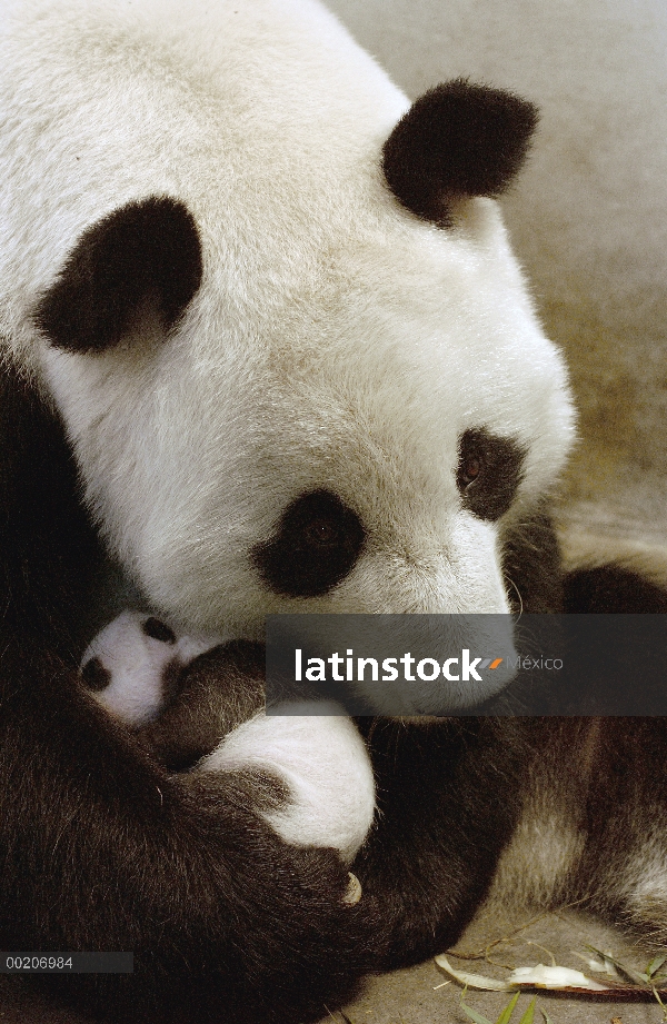 Panda gigante (Ailuropoda melanoleuca) Xi Xi con su cachorro 32 días de edad, conservación de China 