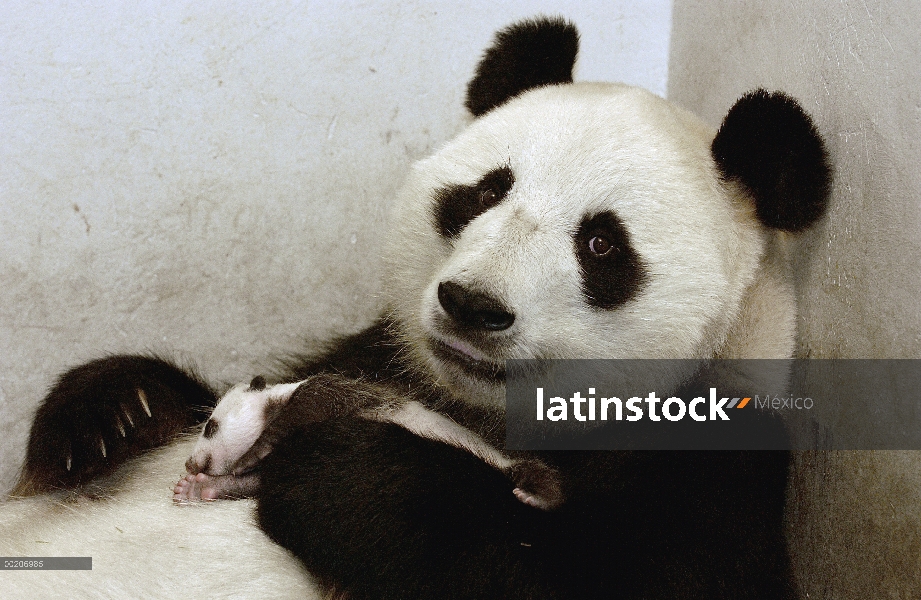 Panda gigante (Ailuropoda melanoleuca) Xi Xi con su cachorro 32 días de edad, conservación de China 