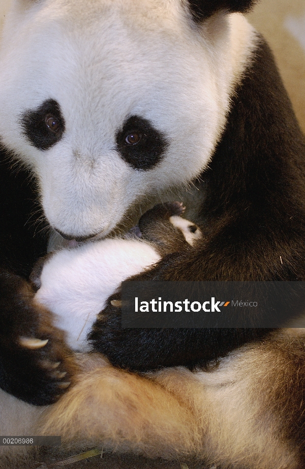 Panda gigante (Ailuropoda melanoleuca) Xi Xi con su cachorro 32 días de edad, conservación de China 