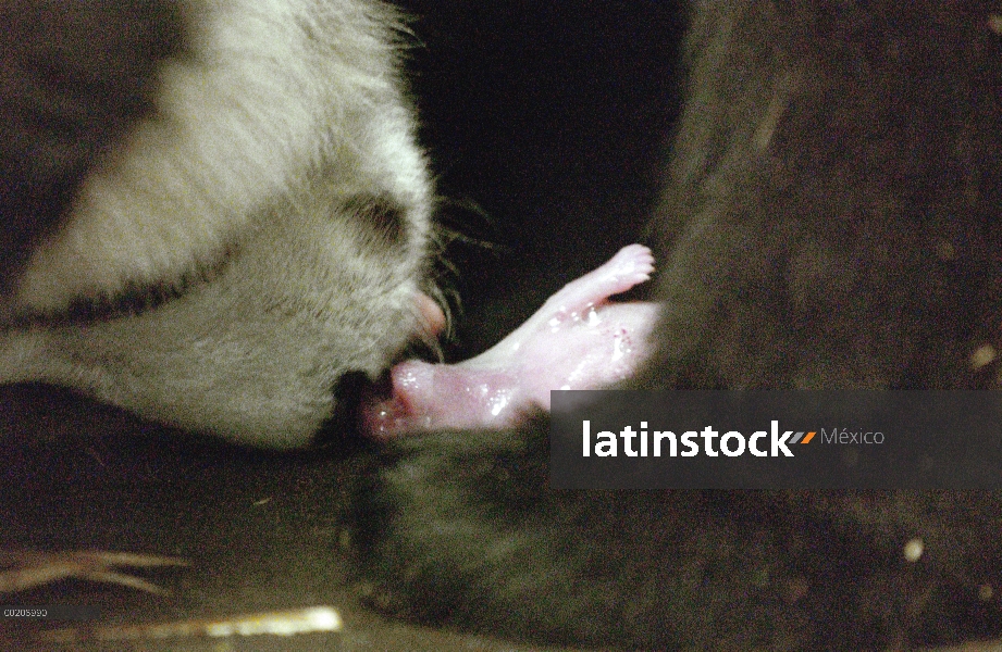 Panda gigante (Ailuropoda melanoleuca) Hua Mei con su cachorro recién nacido, la conservación de Chi