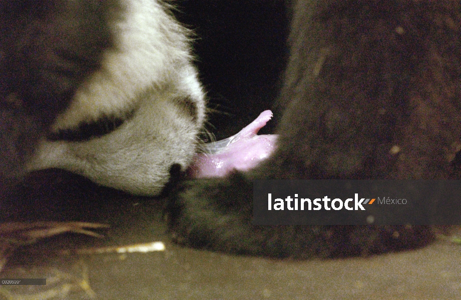 Panda gigante (Ailuropoda melanoleuca) Hua Mei con su cachorro recién nacido, la conservación de Chi