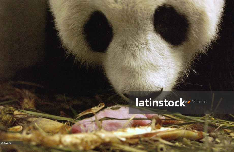 Panda gigante (Ailuropoda melanoleuca) Hua Mei con su cachorro recién nacido, la conservación de Chi