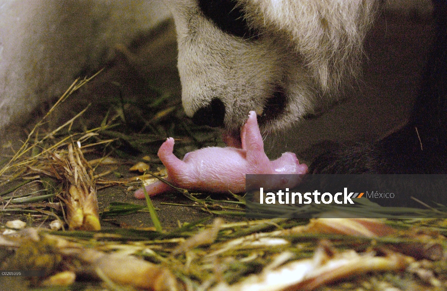 Panda gigante (Ailuropoda melanoleuca) Hua Mei con su cachorro recién nacido, la conservación de Chi