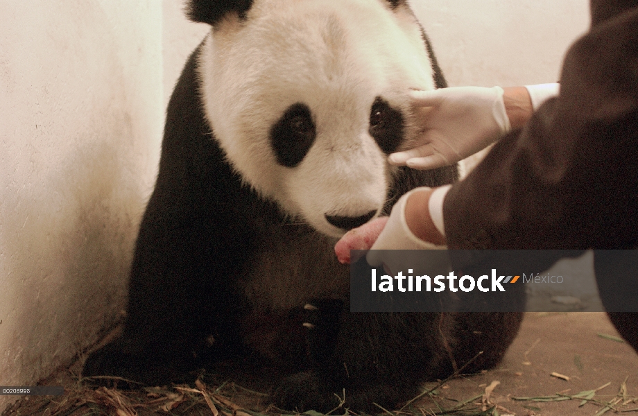 Panda gigante (Ailuropoda melanoleuca) Hua Mei con su cachorro recién nacido, la conservación de Chi