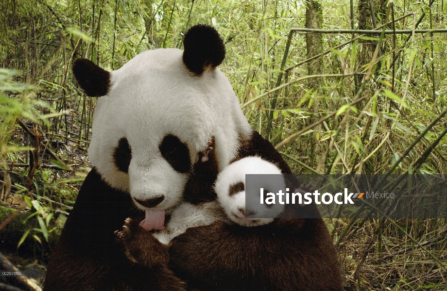 Panda gigante (Ailuropoda melanoleuca) Gongzhu y cub en compuesto digital de bambú bosque, reserva n