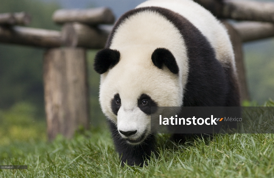 14 meses de edad cachorro de Panda gigante (Ailuropoda melanoleuca) en el Wolong reserva natural, en