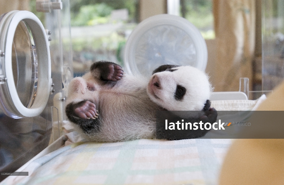 37 días de edad cachorro Panda gigante (Ailuropoda melanoleuca), Ying Ying, en incubadora, reserva n