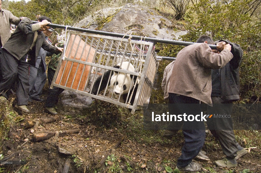 Panda gigante (Ailuropoda melanoleuca) que Xiang Xiang para liberar sitio, primer panda nacido en ca