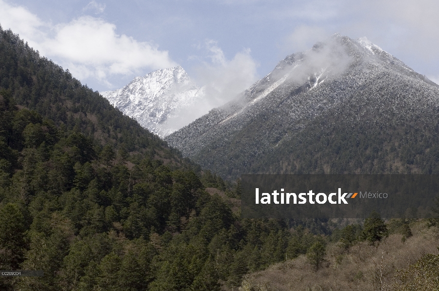 Panda gigante (Ailuropoda melanoleuca) lanzamiento sitio de Xiang Xiang, primer panda nacido en caut