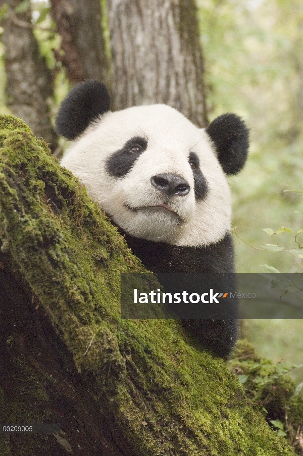 Panda gigante (Ailuropoda melanoleuca) tiro cabeza de Xiang Xiang en su recinto previo al lanzamient