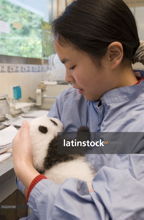 40 días de edad cachorro de Panda gigante (Ailuropoda melanoleuca) en manos de la asistente de inves