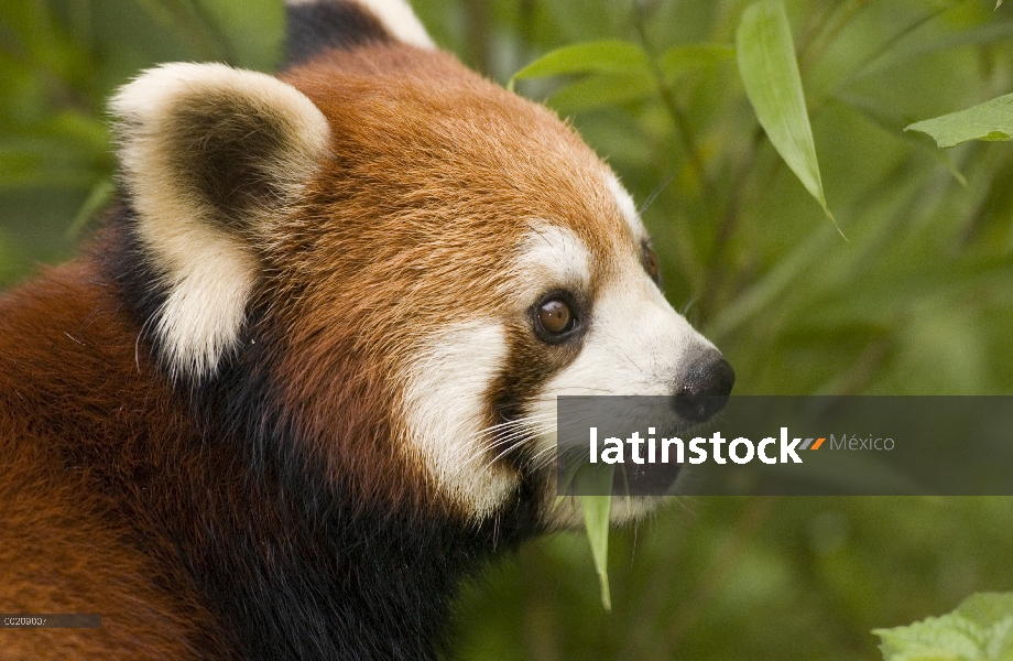 Oso Panda menor (Ailurus fulgens) comiendo bambú, en peligro de extinción, la reserva natural Wolong