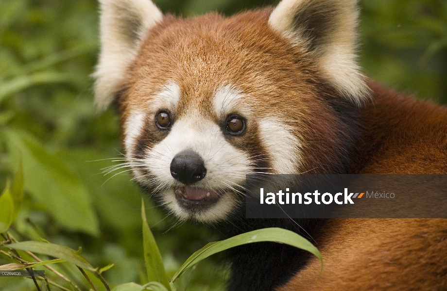 Retrato oso Panda menor (Ailurus fulgens), en peligro de extinción, la reserva natural Wolong, China