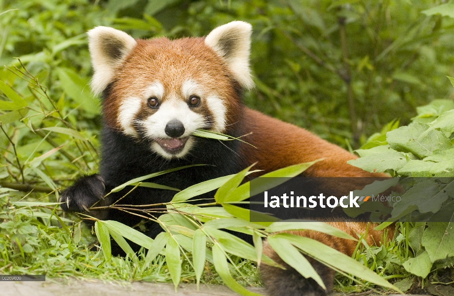 Oso Panda menor (Ailurus fulgens) comiendo bambú, en peligro de extinción, la reserva natural Wolong