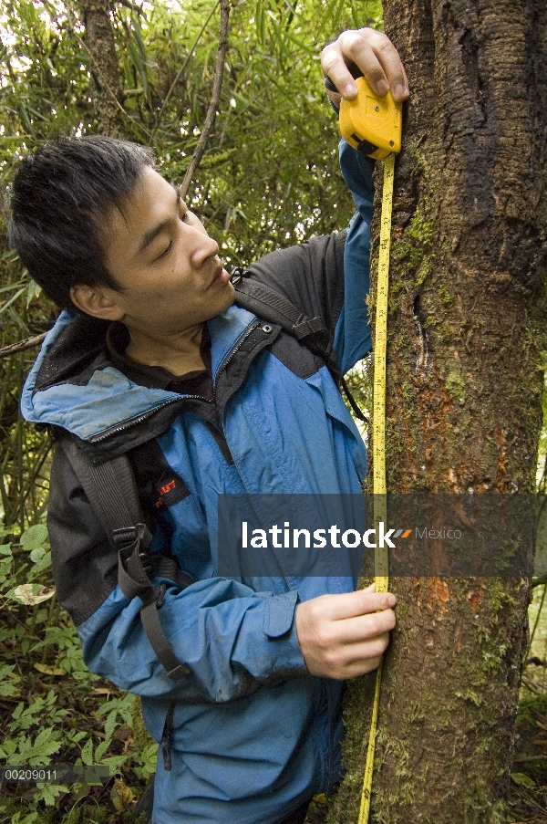 Panda gigante (Ailuropoda melanoleuca) investigador Liu Bing medición de marcas de la garra del Xian