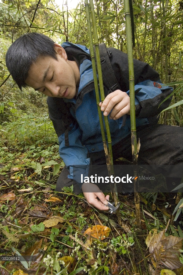 Panda gigante (Ailuropoda melanoleuca) investigador Liu Bing medir el bambú comido por Xiang Xiang, 