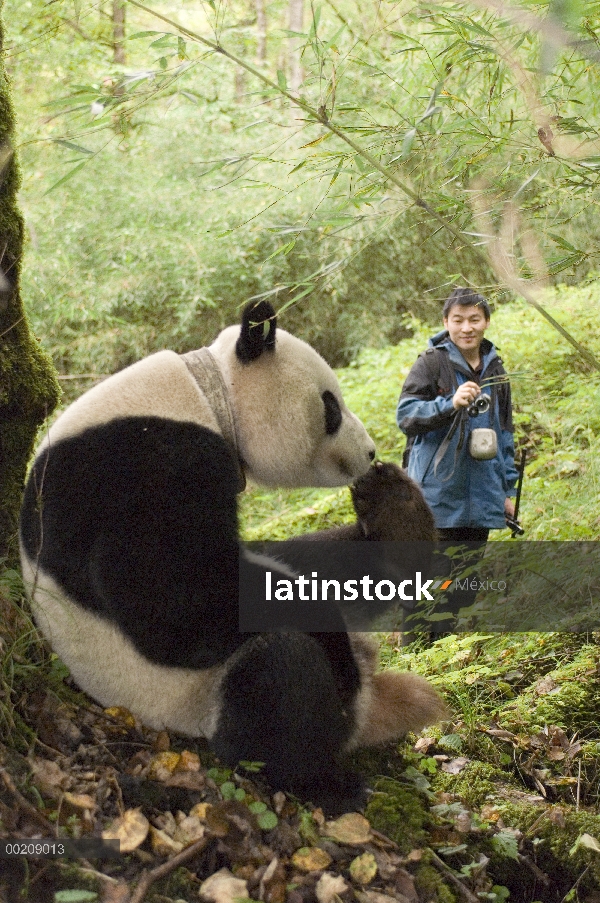 Panda gigante (Ailuropoda melanoleuca) investigador radio Liu Bing Xiang Xiang, de seguimiento al pr