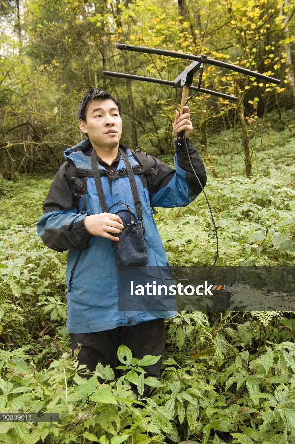 Panda gigante (Ailuropoda melanoleuca) investigador radio Liu Bing Xiang Xiang, de seguimiento al pr