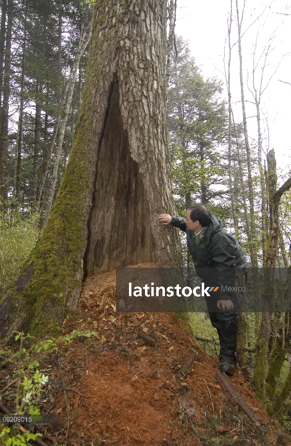 Panda gigante (Ailuropoda melanoleuca) investigador Huang Jinyan comprobación ex sitio de anidación,