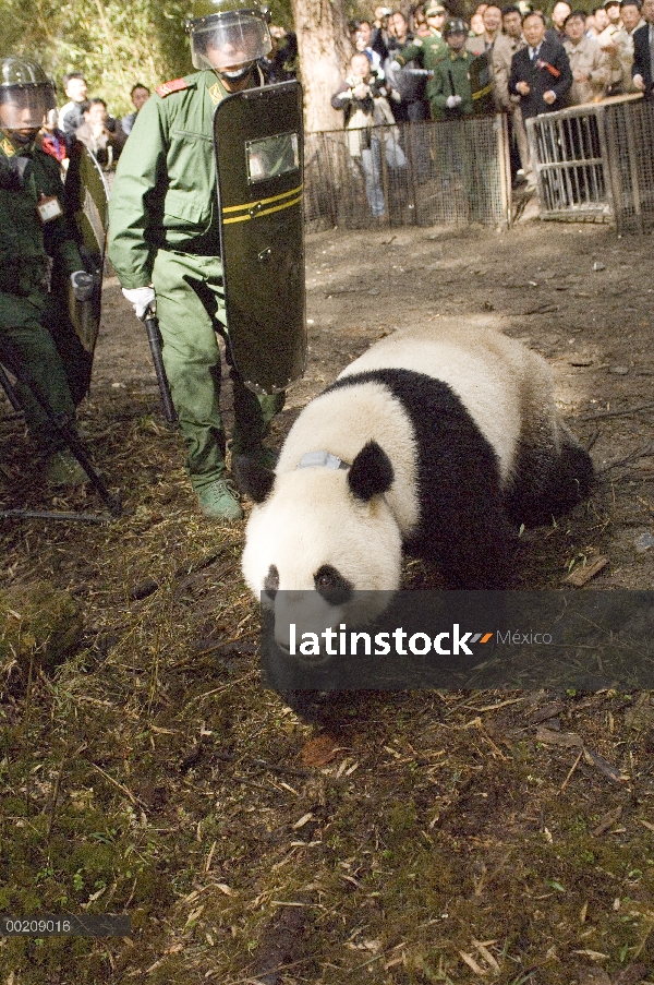 Panda gigante (Ailuropoda melanoleuca) Xiang Xiang, el primer cautivo criado panda liberado en la na