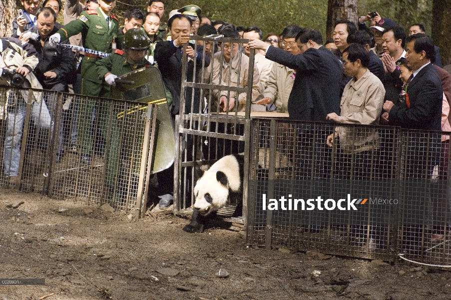 Panda gigante (Ailuropoda melanoleuca) Xiang Xiang, primer cautivo criado panda lanzado en el salvaj