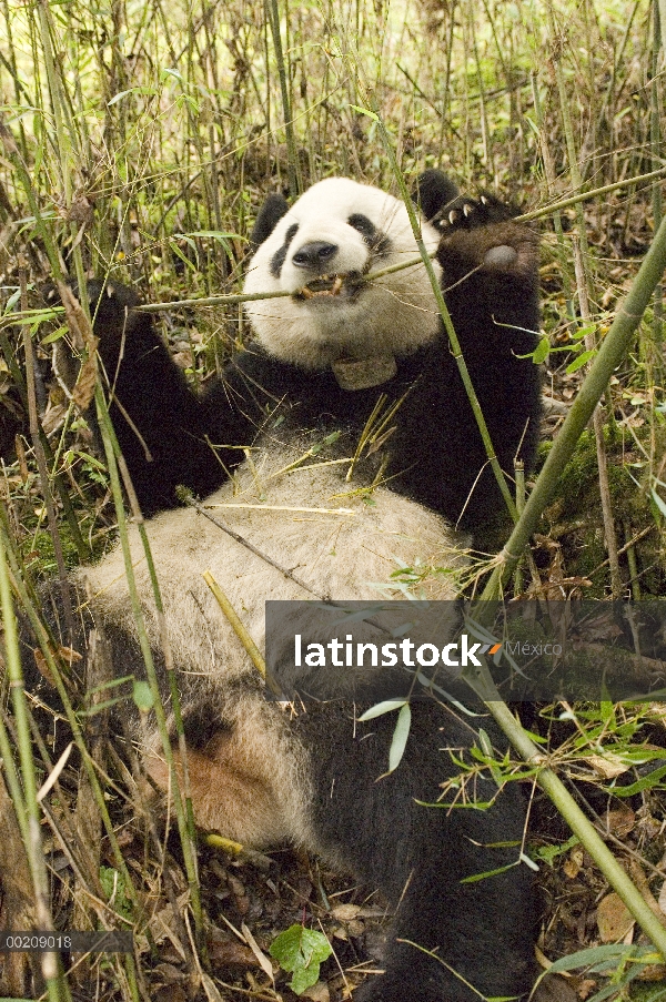 Panda gigante (Ailuropoda melanoleuca) Xiang Xiang, primer cautivo criado panda para ser lanzado en 