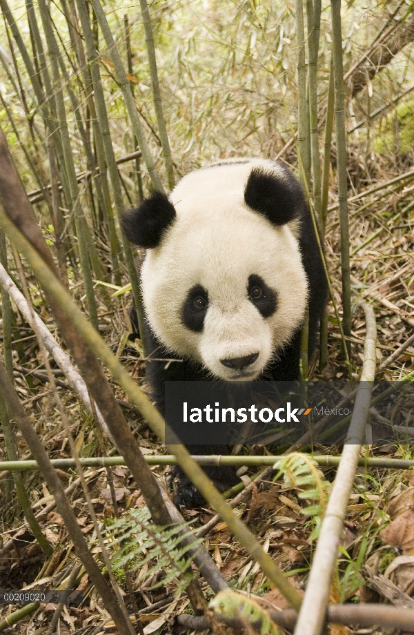 Panda gigante (Ailuropoda melanoleuca) Xiang Xiang, primer cautivo criado panda para ser lanzado en 