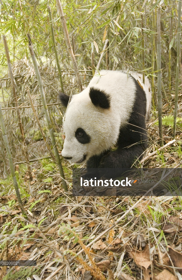 Panda gigante (Ailuropoda melanoleuca) Xiang Xiang, primer cautivo criado panda para ser lanzado en 