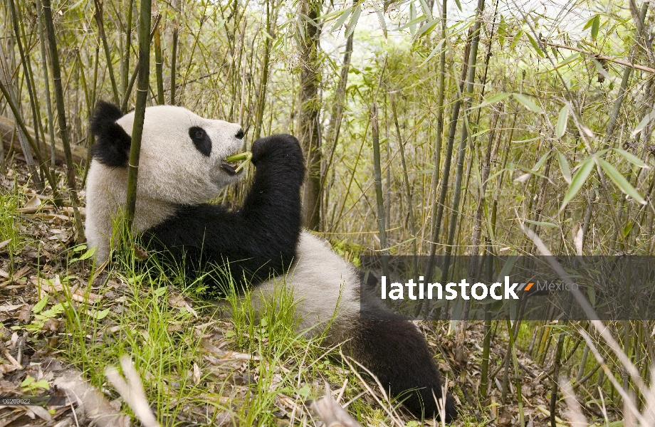 Panda gigante (Ailuropoda melanoleuca), Xiang Xiang el primer cautivo criado panda para ser lanzado 