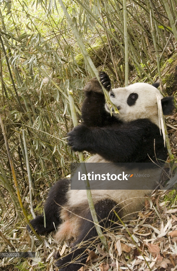 Panda gigante (Ailuropoda melanoleuca), Xiang Xiang el primer cautivo criado panda para ser lanzado 