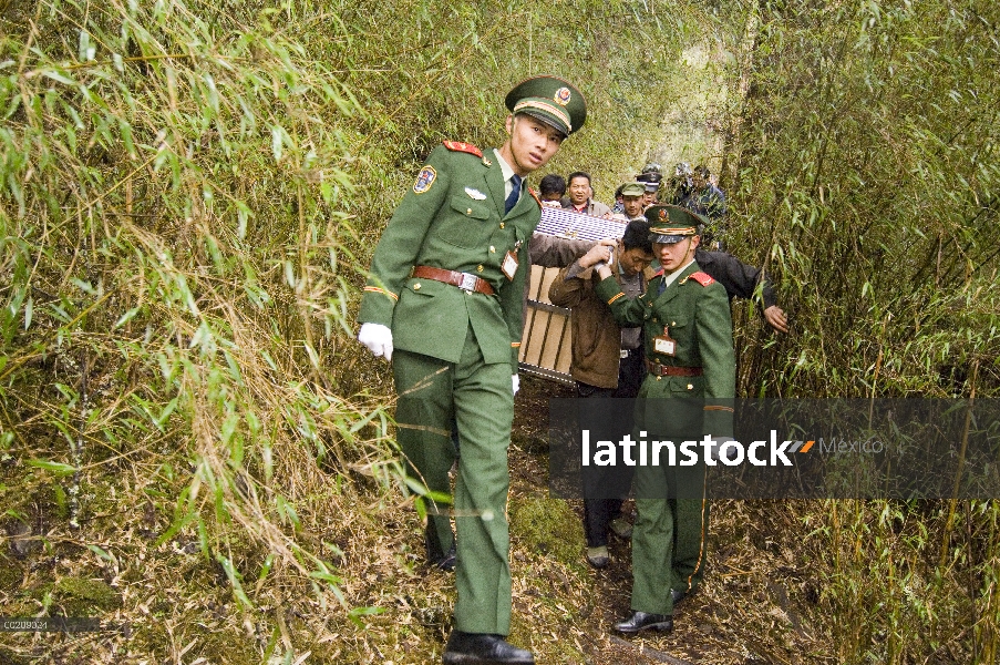 Panda gigante (Ailuropoda melanoleuca) Xiang Xiang, primer cautivo criado panda para ser lanzado en 