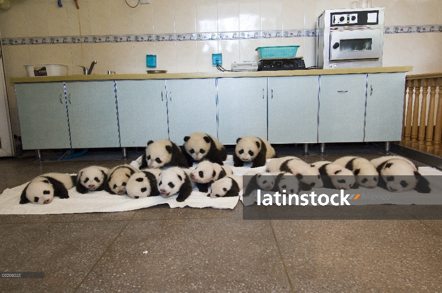 Panda gigante (Ailuropoda melanoleuca) grupo foto de dieciséis cachorros nacido en vivero, reserva n