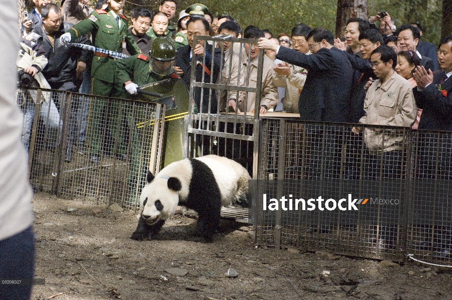 Liberación de Panda gigante (Ailuropoda melanoleuca) Xiang Xiang en la naturaleza con gran multitud 