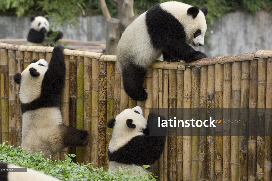 Cachorros de Panda gigante (Ailuropoda melanoleuca) escalada cerca, reserva natural de Wolong, China