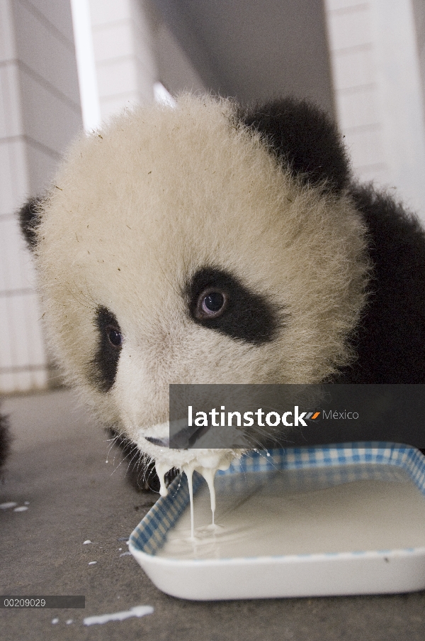 Cachorro de Panda gigante (Ailuropoda melanoleuca) beber la mezcla de leche especial, reserva natura